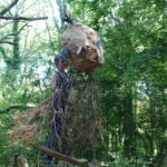 Tourterelle des bois de Zea Querrien